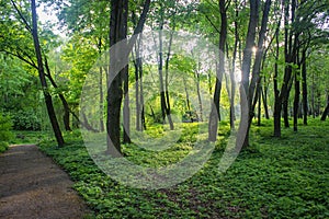 The Sun`s Rays Are Shining Through The Trees In An Ancient Park