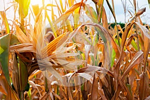 Sun\'s warmth as the yellow corn\'s bloom exemplifies the beauty of nature\'s growth and renewal photo