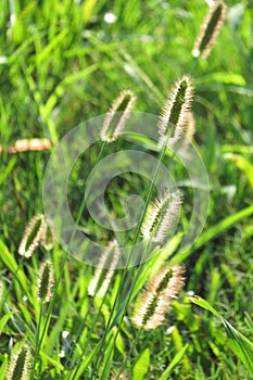 Sun in September grass blowing in wind