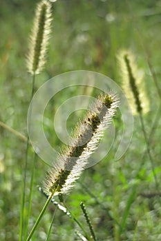 Sun in September grass, three florets