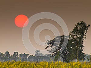 Sun set at Crotalaria field.
