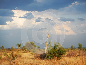 Sun set in deep savannah, kruger bushveld, Kruger national park, SOUTH AFRICA