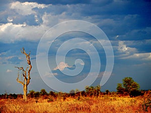 Sun set in deep savannah, kruger bushveld, Kruger national park, SOUTH AFRICA