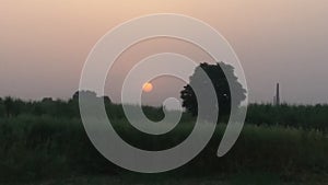 Sun set evening nature tree shadow