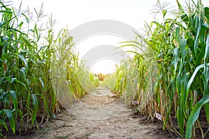 Sun set over corn field with soil walk way in middle of the picture