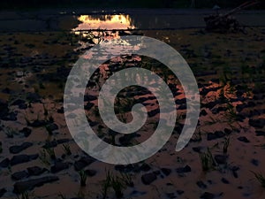 sun set on rice fields