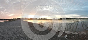 The sun set Rice fields