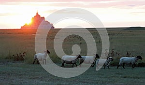 Sun sets behind the ancient Abbey of Mont Saint Michel in the Normandy of Northern France and a flock of sheep