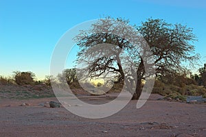 The sun sets behind a tree near San Pedro de Atacama, Atacama desert, Chile