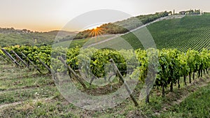 The sun sets over the famous vineyards for the production of classic Chianti wine between the provinces of Siena and Florence photo