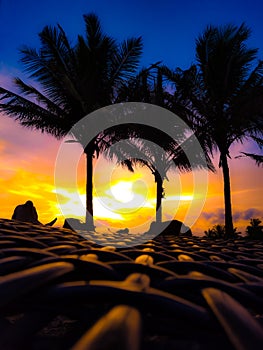 sun sets with plamtree