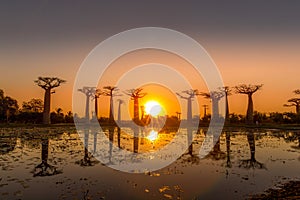Sunaset at the baobab alley in Madagascar photo