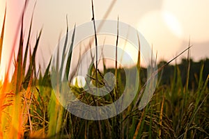 Sun setting behind grass and wheat farm