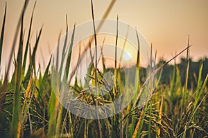 Sun setting behind grass and wheat farm