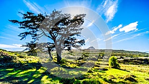 Sun setting behind a large tree in Cape of Good Hope Nature Reserve