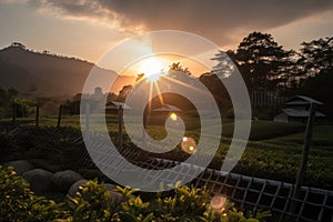 sun setting behind rows of tea plants in teahouse plantation, with view to the mountains