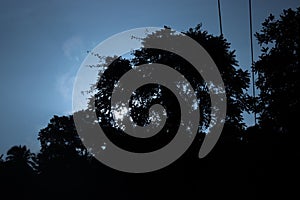 Sun setting behind a tree