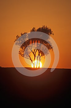 Sun Setting Behind Tree, Kentucky