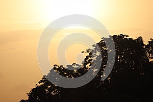 Sun setting behind a tree