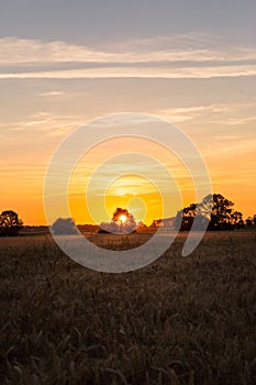 Sun Setting Behind  a Tree over Golden Wheat Field in Normandy France