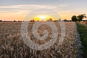 Sun Setting Behind  a Tree over Golden Wheat Field in Normandy France