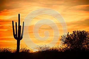 The sun setting over the desert under a cloudless sky with a saguaro cactus in the foreground