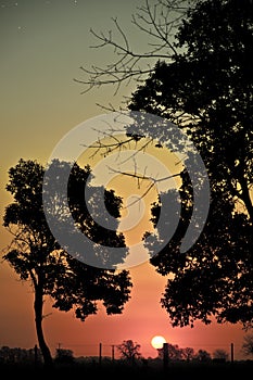 Sun setting over field