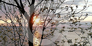 The sun setting over the sea through the openwork branches and leaves of trees. Beautiful natural background.