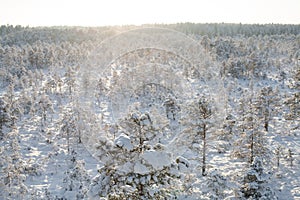 Sun setting on a snowy winter forest landscape