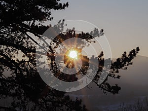 Sun at setting time glaring through the branches of a pine tree