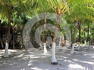 Sun and shadow game on the Playa Palancar Cozumel Beach photo