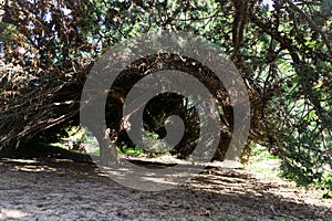 Sun and shadow under the leaves of the tree