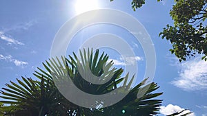 Sun shimmers through palm tree leaves on a clear summer day