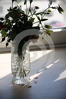Sun shine flowers in vase