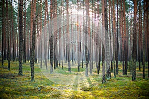 Sun shine in forest
