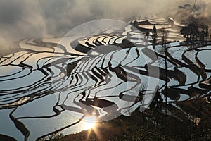 Sun shine on the Hani terrace paddyfield