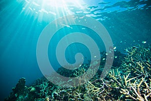 Sun shine scuba diving diver kapoposang sulawesi indonesia underwater