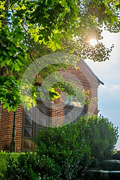 Sun shine through tree leaves