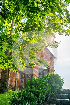 Sun shine through tree leaves