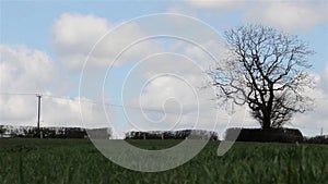 Sun Shines & Beautiful Heavenly Clouds in Blue Sky Above Grass Field Lonely Tree - Cloud scape, Beautiful Countryside Nature Scene