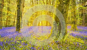 Sun shines through beech trees illuminating a carpet of bluebell