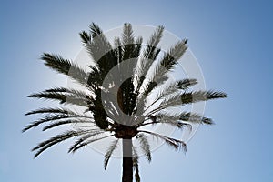 Sun shines behind palm tree crown