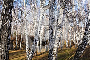 Sun shines on birch tree with branches without leaves against in autumn forest on sunny day. landscape of birch grove