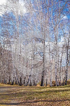 The sun shines on birch tree with branches without leaves against blue sky in autumn forest on a sunny day