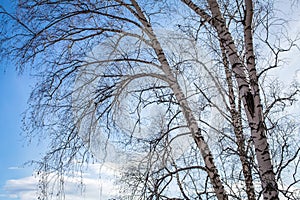 The sun shines on birch tree with branches without leaves against blue sky in autumn forest on a sunny day