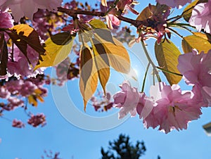 The sun shines through the blooming pink branches of a cherry tree.