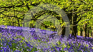 Sun shines through Bluebells in Dorset woodland