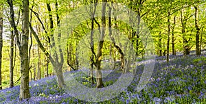 Sun shines through Bluebells in Dorset woodland