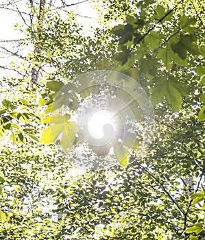 Sun shines through branches in a forest