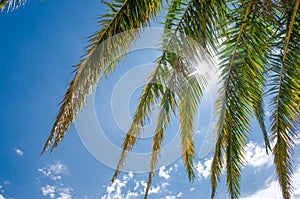 sun shines through branches of palm tree